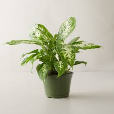Check spelling or type a new query. 31 Best Low Light Indoor Plants And How To Care For Them Architectural Digest