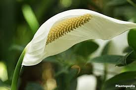 Peace lily flowers are going green. Peace Lily Plant Spathiphyllum Flower How To Grow And Care Plantopedia
