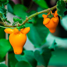 Image result for Solanum mammosum