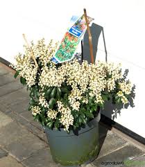 Image result for Pieris japonský bonfire obrázek