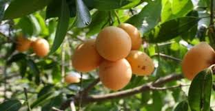 Image result for Uvaria tanzaniae