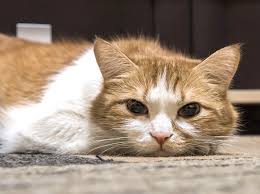 Absorption of phenobarbital varies greatly among breeds, therefore dosage should be determined by your veterinarian based on your dog's weight, and the because phenobarbital may also decrease other neurotransmitters, common side effects may include lethargy and loss of coordination, as well as Levetiracetam Shows Promise For Treatment Of Fars In Cats