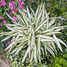 Image result for Sebaea sedoides