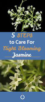 Plant Grow Care For Night Blooming Jasmine Jasmine Plant Night Blooming Flowers Fragrant Plant