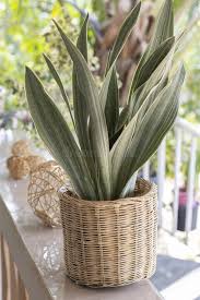 Image result for Sansevieria metallica