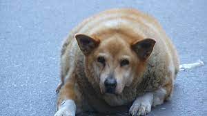 Excess fat on your dog's body is also a major indicator of being overweight. It S A Dog S Life When Man S Best Friend Becomes His Fattest