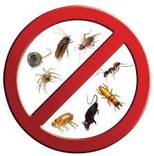 Hiring pest control companies in hyderabad at pestomart is a right decision. Termites Services In Hyderabad