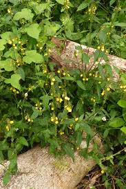 Image result for Justicia flava