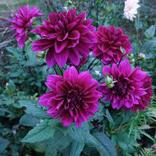 Maybe you would like to learn more about one of these? Dahlie Thomas Edison Online Bestellen The Blooming Company