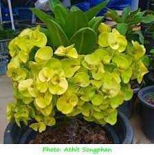 Image result for Euphorbia eylesii