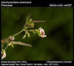 Image result for Aeschynomene sp. B
