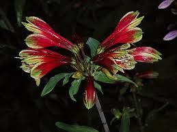 Image result for Alstroemeria pulchella