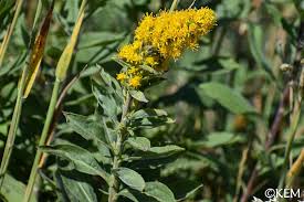 Image result for Digitaria velutina