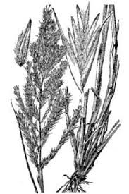 Image result for Trichoneura