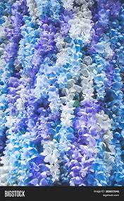 Wallpaper blue and purple flowers background. Close Picture Small Image Photo Free Trial Bigstock