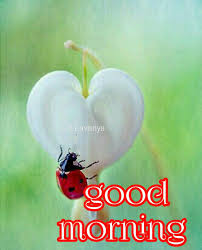 See more ideas about good morning, good morning images, morning images. Good Morning S Lavanya 2018 Guten Morgen