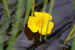 Image result for Ottelia ulvifolia