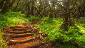 Westliche kritiker bezeichnen das land auch als letzte diktatur europas. Europas Urwalder Es Gibt Sie Noch Und Sie Sind Wunderschon