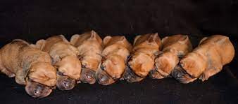 Health and temperament are the most important aspect in our br… Kengali Rhodesian Ridgebacks Puppies