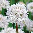 Allium Graceful | Breck's