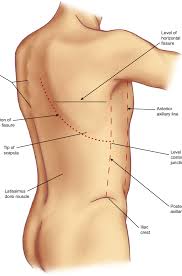 The final two pairs of ribs are floating the fibres pass superolaterally to insert into the internal surface of costal cartilages of ribs two to six. Surface Anatomy Of The Back Note That The Origin Of The Right Oblique Download Scientific Diagram