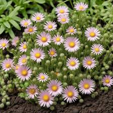 Image result for Erigeron karvinskianus