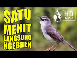 Ciri ciri ciblek kristal ciblek kapas dan ciblek semi. Terapi Gacoran Suara Ciblek Betina Birahi Pancingan Ciblek Jantan Paling Ampuh Se Dunia Youtube