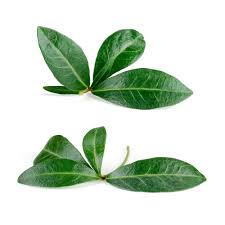 Top questions about pomegranate trees. Pomegranate Leaves Top Facts