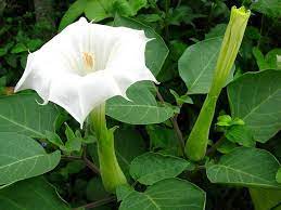 The flowers are white with five petals and a potent scent. Flowers Of India White Trumpet Flower White Flowers Bulb Flowers Container Flowers