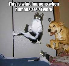 Animal, upload, share, download and embed your videos. Pin On Lol