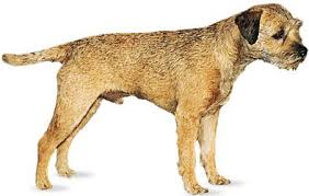 Image result for border teriér