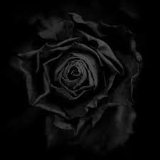 Black Rose Shades Of Black Black Flowers Black Rose