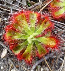 Image result for Droseraceae