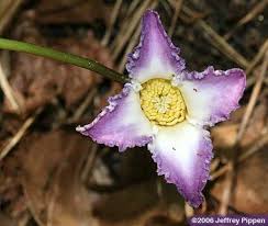 Clematis crispa is highly variable in leaflet width, and conspicuous variation may occur on a single plant (r.o. Clematis
