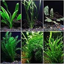 Pin On Akvariumai