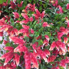 Shrimp Plant My Boyfriend Bought Me A White One Now I Want One Like This Plants Perennial Garden Flower Garden