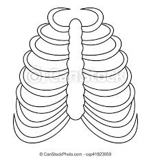 Number 1 in a series of studys of the ribcage, spine, pelvis bone structure. Rib Cage Icon Outline Style Rib Cage Icon Outline Illustration Of Rib Cage Vector Icon For Web Canstock