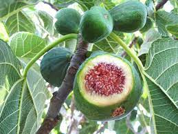 Juice them, dehydrate them, use them for cakes, pies, and cobblers. California Tropical Fruit Tree Nursery