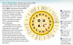 moody alyssa chapter 12 13 dna and rna