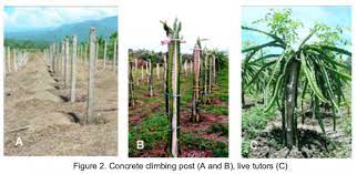 Jun 07, 2021 · dragon fruit selection. Dragon Fruit Production And Marketing In Indonesia Standard Quality In The Global And Regional Levels Fftc Agricultural Policy Platform Fftc Ap
