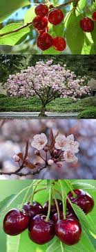 How To Grow A Cherry Tree From Seeds How Grow Cherry Seed Cherry Trees Garden Cherry Fruit Tree Growing Cherry Trees