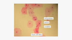 Plant cells have cell walls, one large vacuole per cell, and chloroplasts, while animal cells will have a cell membrane only. Prepared Slides Cheek Cell Smear Cheek Cells Under Microscope 500x554 Png Download Pngkit