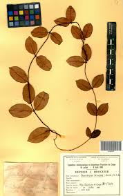 Image result for Secamone brevipes