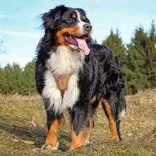 Maybe you would like to learn more about one of these? Bernese Mountain Dog Breed Information And Pictures