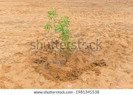 Lawn sand is made up from iron sulphate, ammonium sulphate and fine sand and it can be applied to the lawn by hand or by using a machine. Shutterstock Puzzlepix