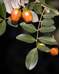 Image result for Vepris bremekampii