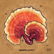 Image result for Ganoderma lucidum