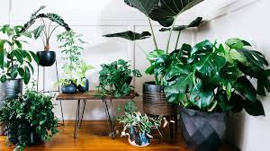 Check out my list of the 15 best low light indoor plants! Indoor Plants That Thrive In Low Light Homebop