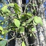 Image result for Balanites maughamii