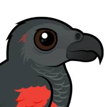 Thomas gautier pesquet (french pronunciation: Pesquet S Parrot Aka Vulturine Parrot Birdorable